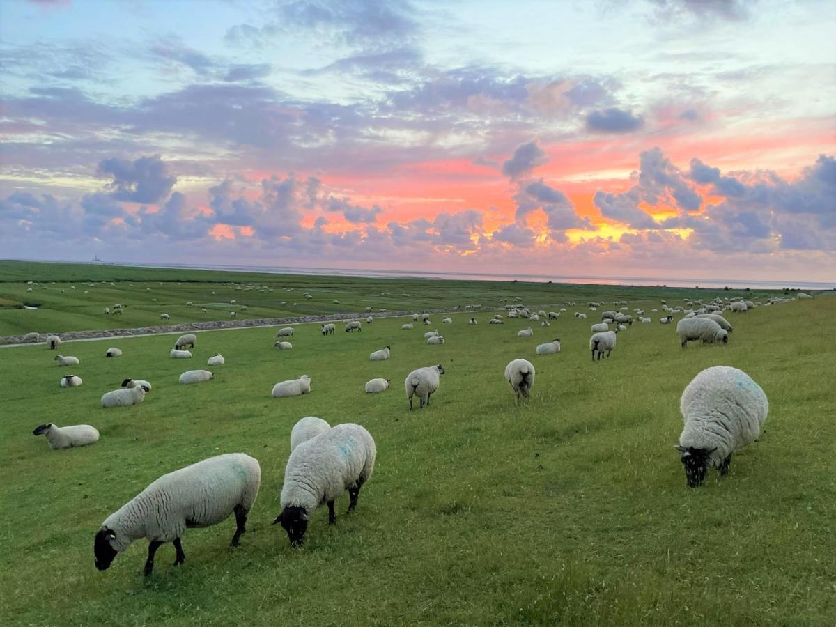 Nordseetraum - Ferienhaus Wolke Friedrichskoog Esterno foto