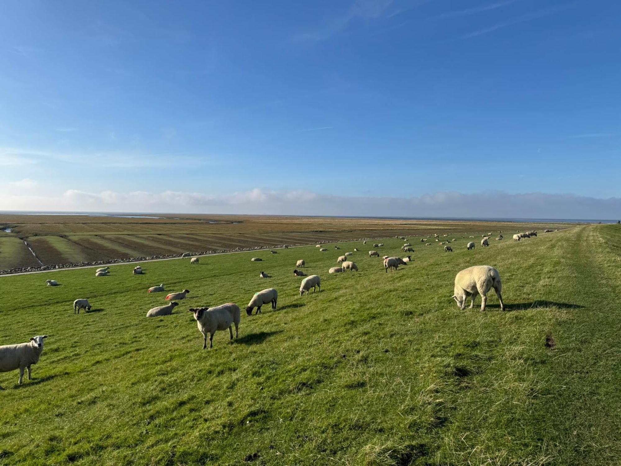 Nordseetraum - Ferienhaus Wolke Friedrichskoog Esterno foto